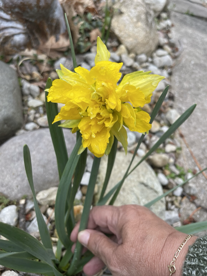 A double daffodil in my garden.