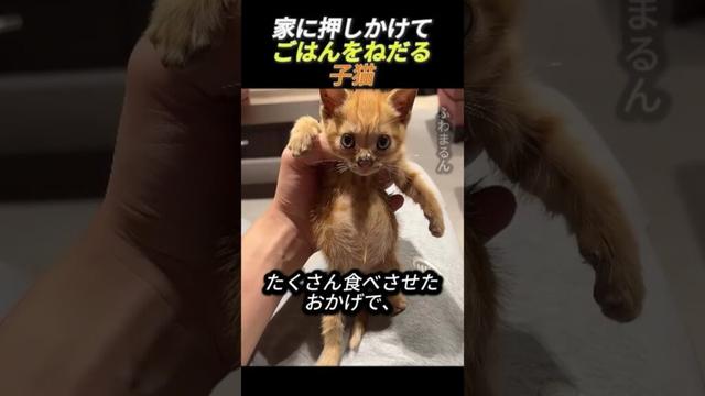 家に押しかけてごはんをねだる子猫         #動物 #猫 #ねこ #野良猫 #ねこ動画 #かわいい猫 #かわいい