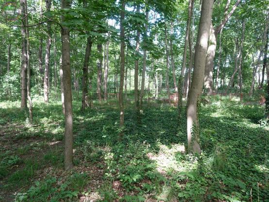 Wald mit Zaun