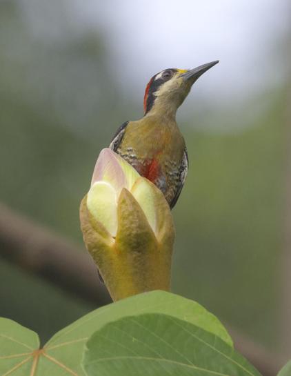 A good-looking Melanerpes woodpecker with a black eye mask sits perched and proud with uptilted bill on what looks to be a magnolia or magnolia-sized flower. Los Naranjos, Panama. April 2025. Photo by Peachfront.