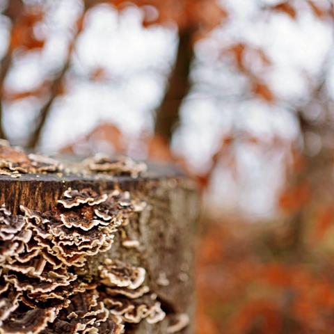 A brown-red wood fungus ripples along the bark of a tree stump while the background is blurred in a similar effect with red leaves and dark brown tree trunks.
