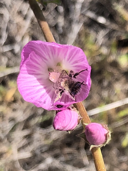 Bindweed turret bee in a southern checkerbloom.