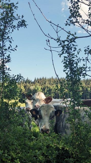 Three cows watching me