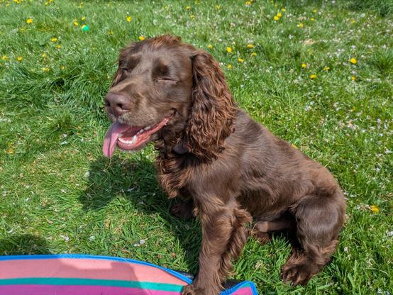 A chocolate brown cocker spaniel sitting on grass next to a striped picnic blanket
Eyes closed in bright sunshine
Mouth open and tongue lolling out looking almost like laughing