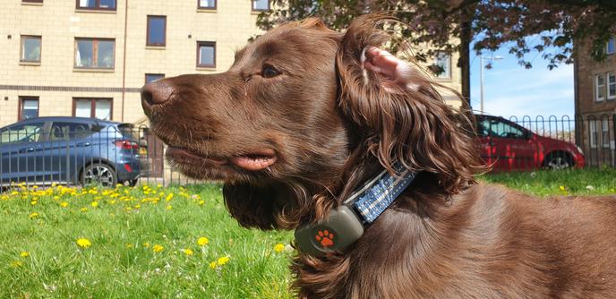 Chocolate brown spaniel looking to the left of shot
Collar (blue) and tracker on with orange paw logo
His left ear is towards camera and flipped inside out adding a touch of extra cute
Grass in background
Parked cars
Flats being cars
Cherry tree just in the top right corvee of shot
Blue sky in background between buildings