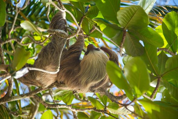 toe-toed sloth hangging in a green tree.