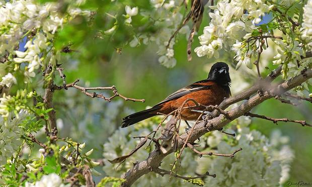 Brick-orange bird with black head, black wings, and long dark tail, perched on a locust tree branch amidst profuse white blossoms