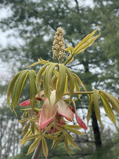Buckeye tree flower bud cluster.