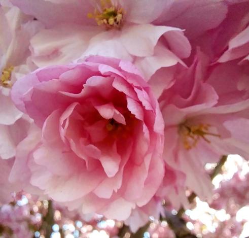 This color photo shows bunches of pink and white blossoms on a tree. There are several shown in closeup, with variegated petals and yellow stamens in their centers. The photo looks up into the tree and in the background are many more blossoms, a few brown branches and glimpses of a bright blue sunny sky.