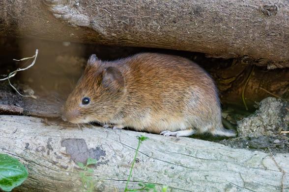 Zwischen liegenden dünnen Holzstämmen sitzt eine Rötelmaus