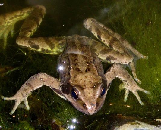 Rana temporaria, a few years old, patiently waits at the pond's edge for something interesting and edible to wander by. It is laying on blanket weed with half its body and rear legs underwater. Its body is light brown with darker brown markings and a large dark patch behind each eye. Its front legs are in the water and look lighter, almost grey.