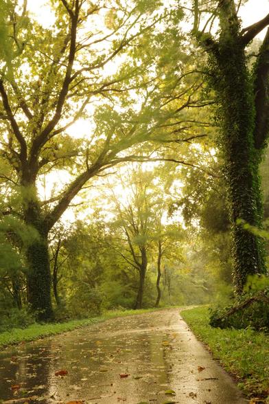 A former railway line called Vennbahnweg, only for cyclists and pedestrians, on a rainy and windy morning shortly after sunrise in early autumn, surrounded by trees.
This path runs from Aachen (Germany) via Monschau (GE), Waimes (Belgium), and Saint-Vith (BE) to Troisvierges in Luxembourg, covering a total of 130 kilometers.