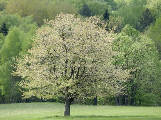 a tree against the background of more trees