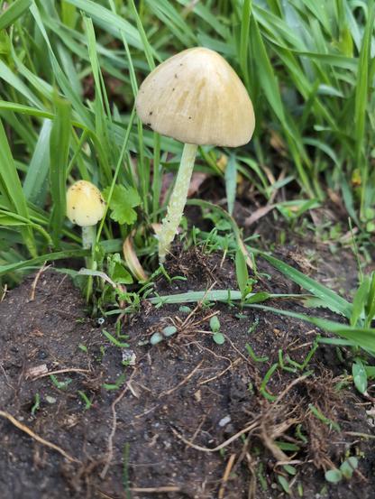 Two Yellow Fieldcap mushrooms, a larger one on the right, light yellow stem and light yellow umbrella like cap, coming out of black dirt with green grass blades surrounding.