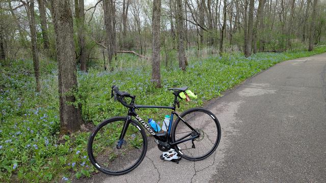 Blue and black Roubaix bicycle parked on the asphalt Zumbro River South Trail in a wooded area with copious Virginia Bluebells wildflowers carpeting the forest floor giving the area a light blue sheen on top of the green foliage.