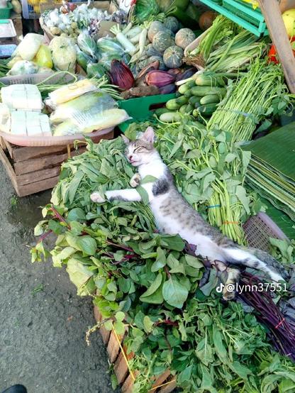 image of a grey tabby cat with white belly, chest, and front legs, sprawled sleeping in a pile of greens at a vegetable market. the cat's tongue is blepped out and it is lying on its side in longcat pose. in the background are crates of various root vegetables, melons, etc which do not resemble typical western produce. the image is watermarked with the tiktok logo and @lynn37551.