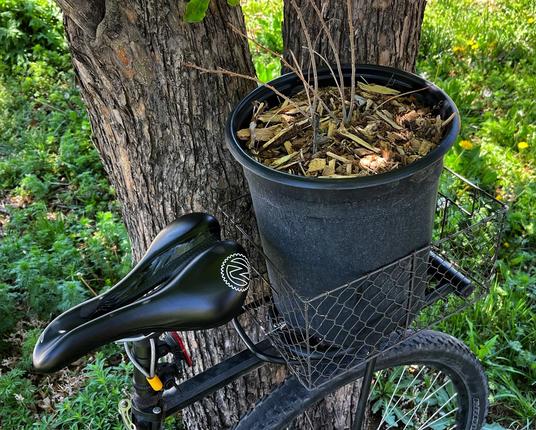 The back end of a mountain bike leaning up against a tree, green grass on the ground below. In a basket on the rear of the bike is a large, black plastic container with a bare-stemmed leadplant waiting to be planted in my garden.