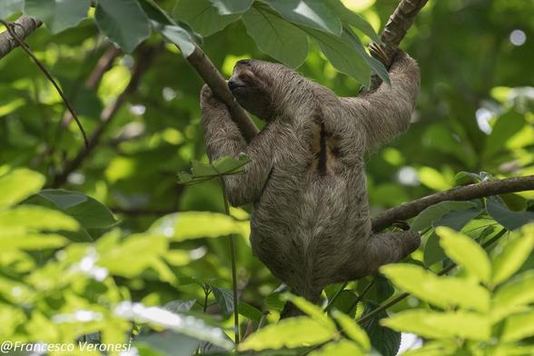 three-toed sloth hanging in a tree with each of its atms on an other branch