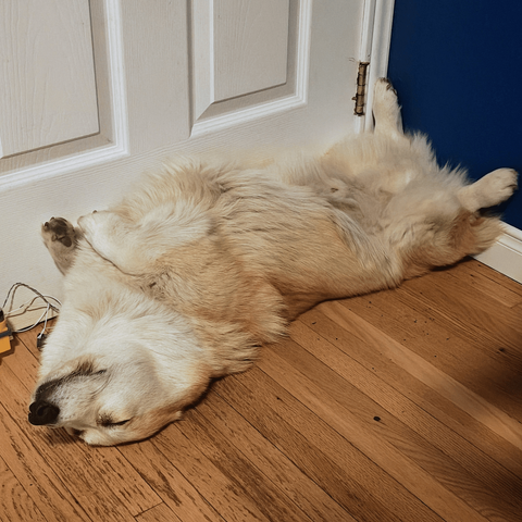 Floof sleeping behind the closed door