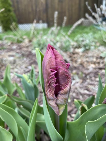 The same tulip, one day earlier. It's looking reddish and starting to show that its petals will not be smooth edged