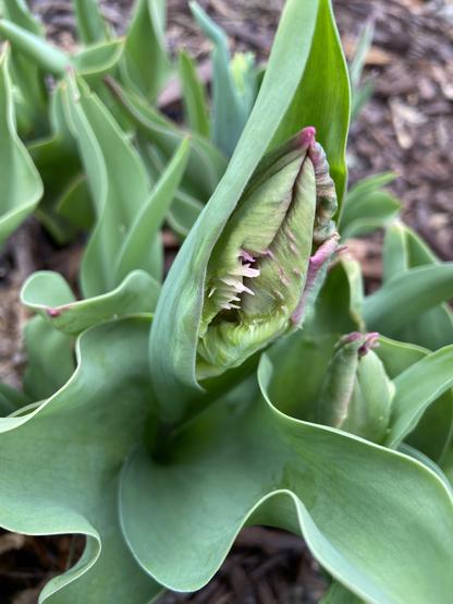 The same tulip, three days ago. It barely has some hints that it might eventually be red or purple, and it has little beige spine-like growths on the side.
