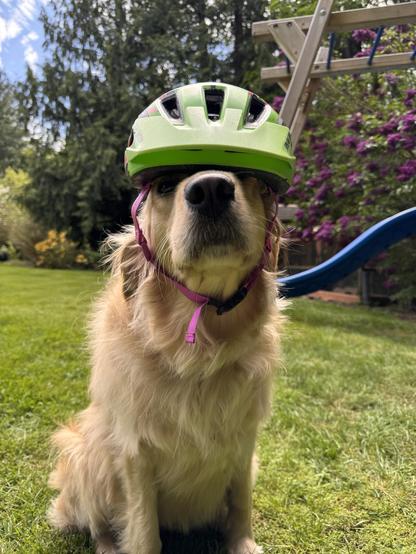 A golden retriever sitting on a grassy lawn, awkwardly wearing a child’s bicycle helmet. In the background is the slide from a play structure, a lilac with purple blooms, and tall cedar trees.
