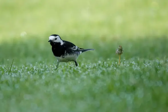 Pied Wagtai walking in grass with dew.