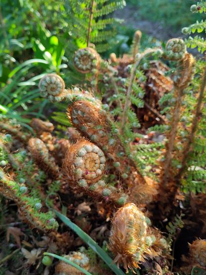 The tightly curled spirals of a fern plant starting to unroll