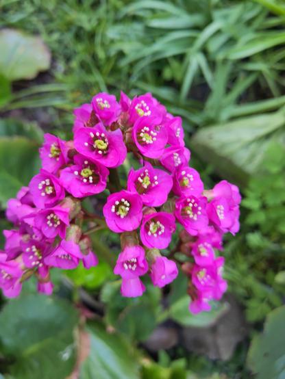 Close up photo of a cluster of bright pink flowers with greenish yellow stamens in the centre. A bergenia flower.