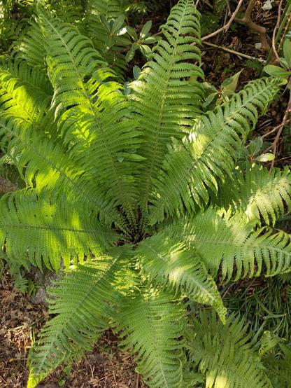 View vertically down into the centre of a shuttlecock fern, fresh bright green fern leaves shoot out in a circle around the base of the plant.