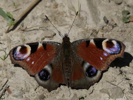 peacock butterfly