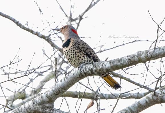 "The northern flicker perches gracefully on a bare tree branch, its plumage a striking tapestry of colors and patterns. The bird’s warm brown body is speckled with black dots, giving it a distinctive, textured appearance. A vibrant red patch on the back of its head adds a flash of unexpected brilliance, standing in contrast against the muted tones of its feathers. The tail feathers carry a soft golden-yellow hue, visible beneath its body as it sits with keen alertness. Surrounding the flicker are stark, leafless branches, suggesting a time of transition—perhaps winter giving way to early spring. Against a pale, nearly white background, the flicker emerges as the undeniable focal point, its intricate details standing in sharp relief against the soft, muted surroundings. It gazes into the distance, poised with the quiet confidence of a creature perfectly attuned to its environment." - Copilot