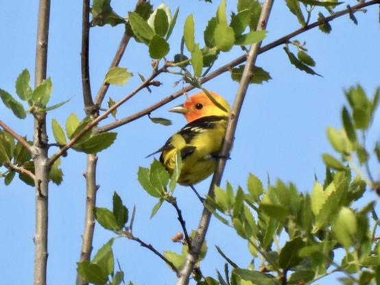 A vibrant yellow and orange bird perched gracefully on a branch, showcasing its colorful plumage against a natural backdrop.