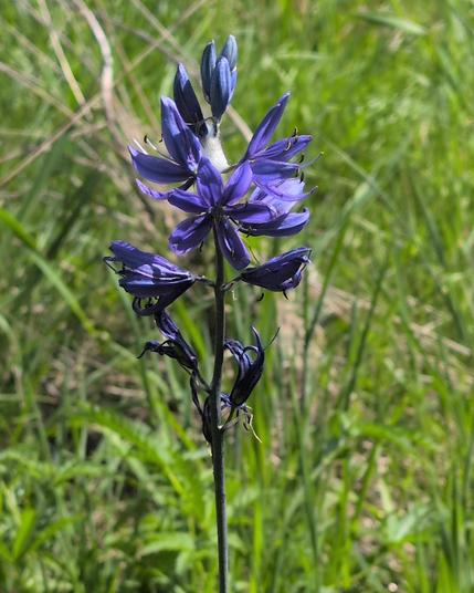 A purple/blue cluster of flowers on a long stem. They have 6 long petals each. There is grass behind them.