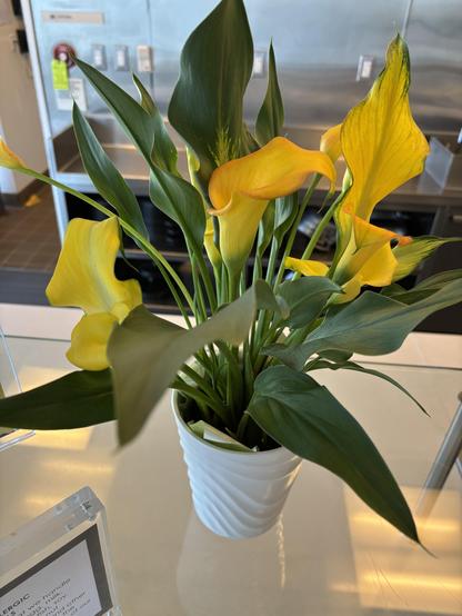 Yellow lilies at work cafeteria.