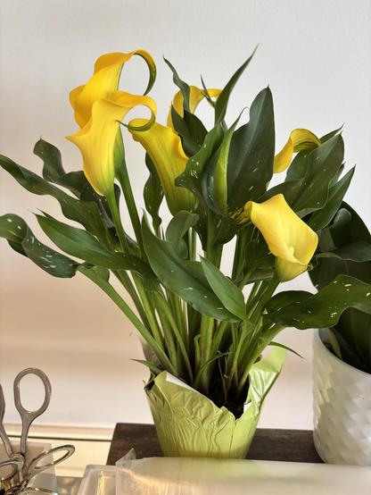 Yellow lilies at work cafeteria.