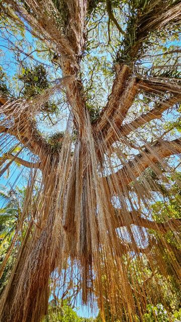 Looking up at a large banyan tree with numerous long, hanging aerial roots cascading down from its thick branches, framed by a bright blue sky and lush green foliage in the background.