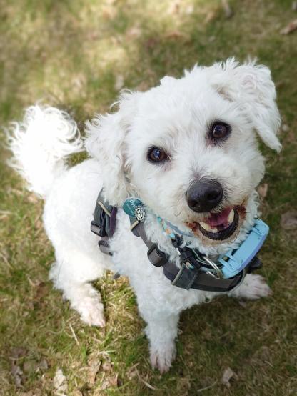 A picture of a bichon frise dog, sitting and looking up at the camera, mouth slightly open