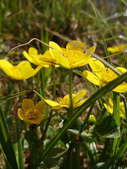 Big yellow flowers
