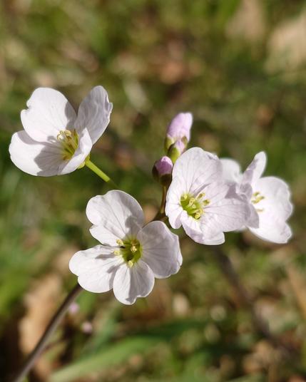 Close up of small white flowers