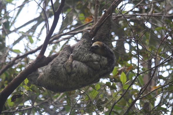 A sloths with its baby hangging in a tree