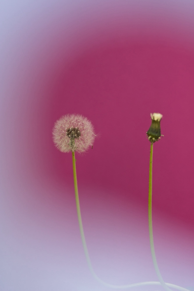 Pusteblume