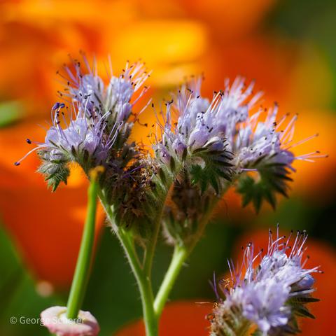 Close up of a cluster of tiny purple and white scorpionweed flowers on green stalks, against a background of bright orange out of focus California Poppies.