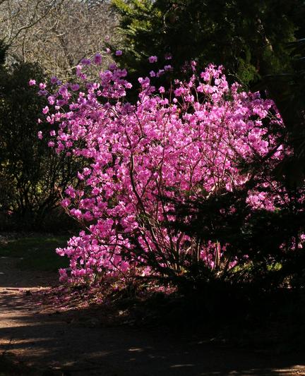 A rhododendron bush, cast in a patch of sunlight, pink flowers glowing as the light shines through them. In front of and behind the bush are evergreens cast in shadow, looking almost black, while a sunlight spattered dirt path winds past.