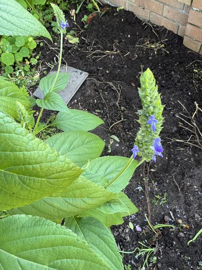 A close-growing spike of tiny green buds with a few small purple flowers, with some oval serrated leaves