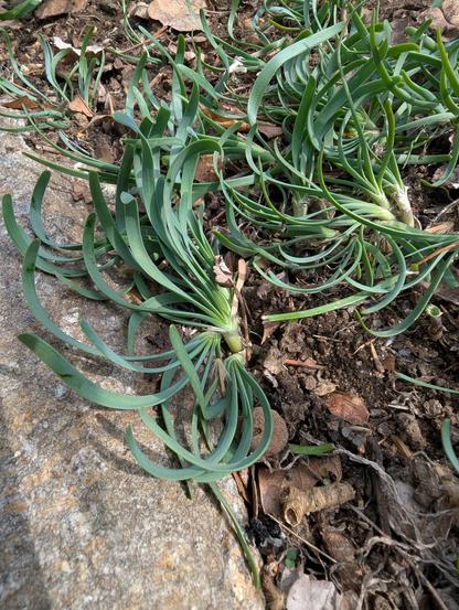 Low growing variety of chive, with curled leaves coming off a pale green-yellow stem. On the left is a large tick.