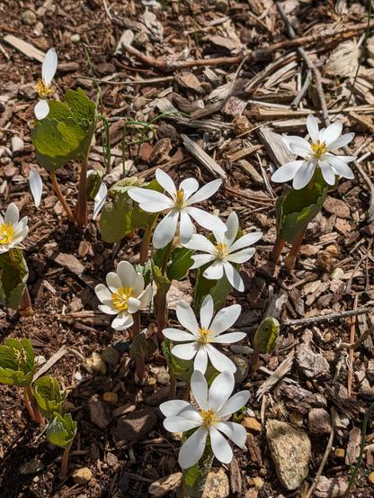 White flowers on low growing greed stemmed and leaved plants.
