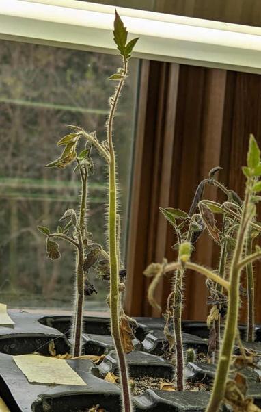 Photo of a tall, leggy tomato seedling, among other seedlings that look just as bad