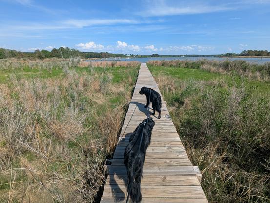 Photo of a calm afternoon on Harris Creek sky is deep blue with streaks of wispy white cirrus and building cauliflower cumulus on the horizon. Marsh is vibrant green with new growth. Creek water is rippled and reflects the sky and clouds.
In the foreground Miles and Jon two black Flat-Coated Retrievers stroll down the wood walk in hopes of spotting interesting waterfowl.