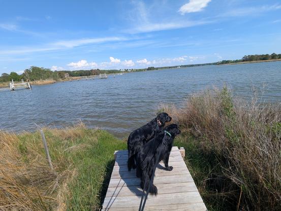Photo of a calm afternoon on Harris Creek sky is deep blue with streaks of wispy white cirrus and building cauliflower cumulus on the horizon. Marsh is vibrant green with new growth. Creek water is rippled and reflects the sky and clouds.
In the foreground Miles and Jon two black Flat-Coated Retrievers stand on the wood walk looking out for interesting waterfowl.